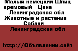 Малый немецкий Шпиц кремовый › Цена ­ 9 000 - Ленинградская обл. Животные и растения » Собаки   . Ленинградская обл.